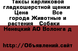 Таксы карликовой гладкошерстной щенки › Цена ­ 20 000 - Все города Животные и растения » Собаки   . Ненецкий АО,Волонга д.